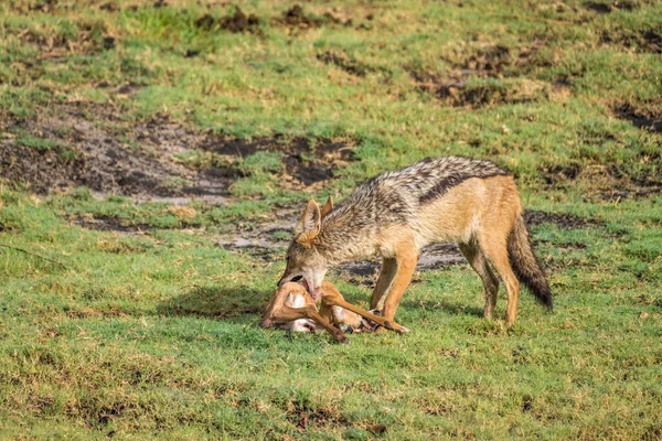 Black Backed Jackal Silver Backed Jackal Fresh Impala Kill Chobe — Stock Photo, Image