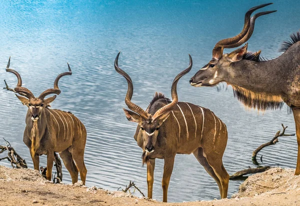 Grand Kudus Mâle Parc National Chobe Botswana — Photo