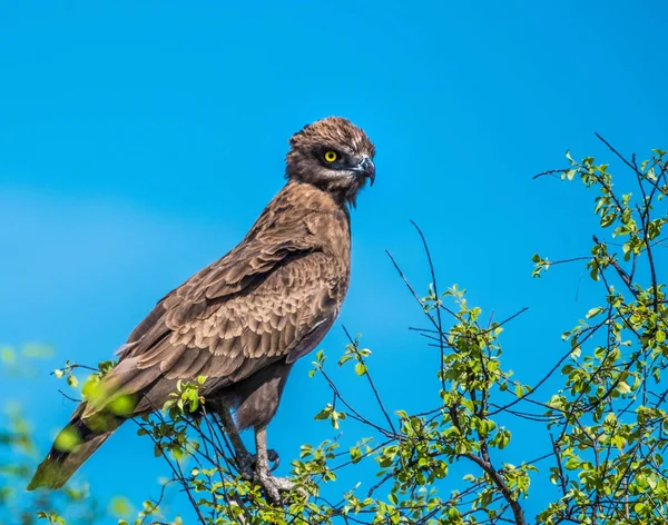 Brun Ormörn Chobe Nationalpark Botswana — Stockfoto