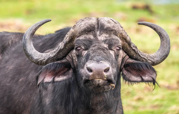 Buffalos Pastando Nas Margens Rio Chobe Parque Nacional Chobe Botsuana — Fotografia de Stock