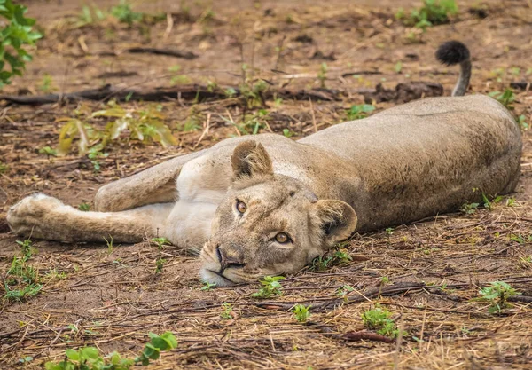 Interaction Étroite Avec Une Lionne Ludique Bord Rivière Chobe Serondela — Photo