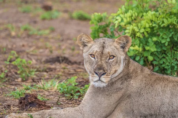 Úzká Interakce Hravou Lvice Nábřeží Chobe Serondela Národní Park Chobe — Stock fotografie