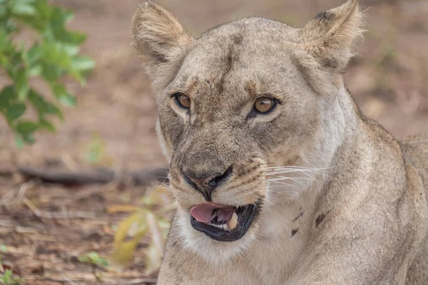 Close Interaction Playful Lioness Chobe Riverfront Area Serondela Chobe National — Stock Photo, Image