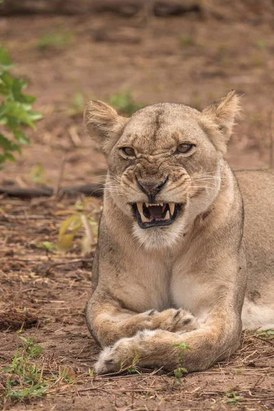 Enge Interaktion Mit Einer Verspielten Löwin Chobe Uferbereich Serondela Chobe — Stockfoto