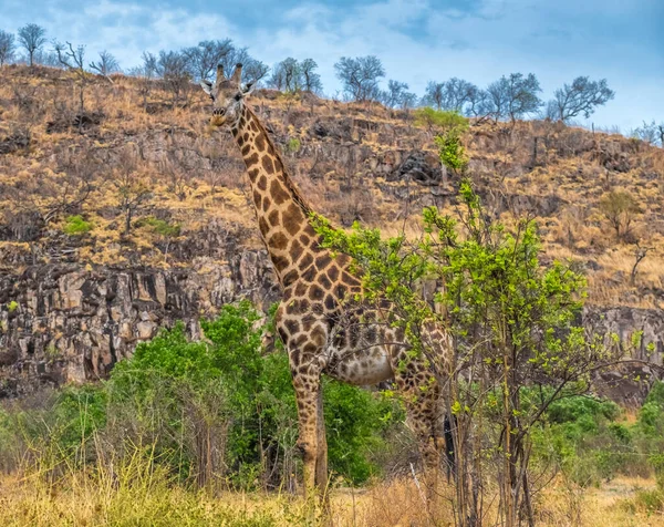Жираф Савути Национальный Парк Чобе Ботсвана — стоковое фото