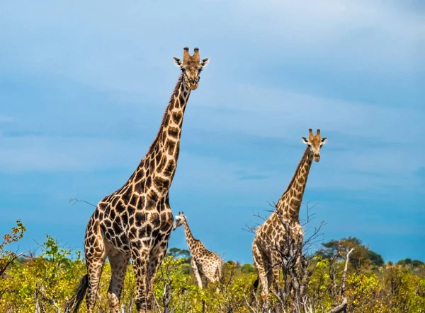 Girafe Savuti Parc National Chobe Botswana — Photo