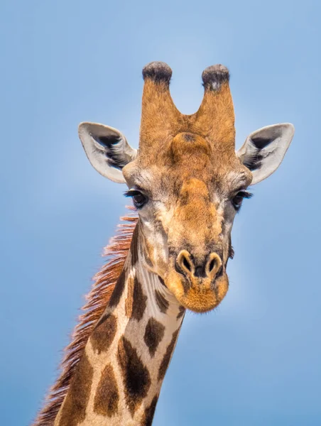 Girafa Savuti Parque Nacional Chobe Botsuana — Fotografia de Stock