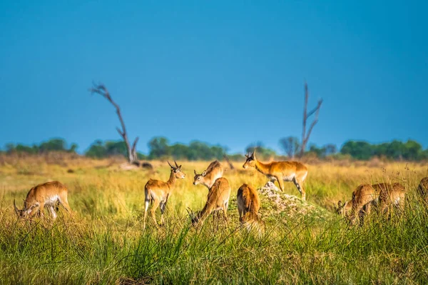Troupeau Lechwe Rouge Réserve Chasse Moremi Delta Okavango Botswana — Photo