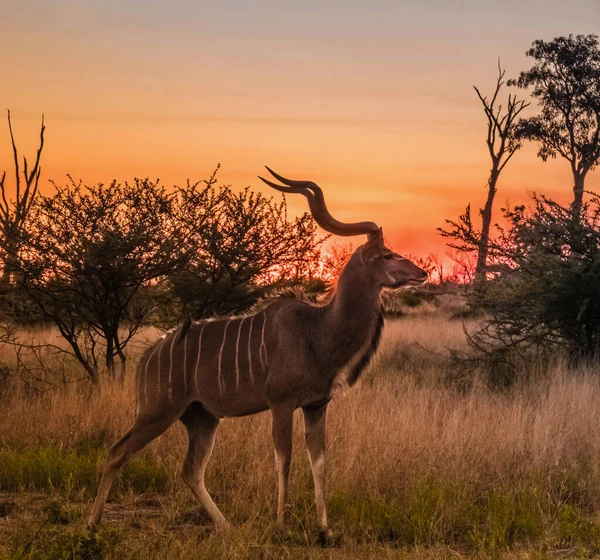 Grand Kudu Masculin Coucher Soleil Réserve Chasse Moremi Delta Okavango — Photo