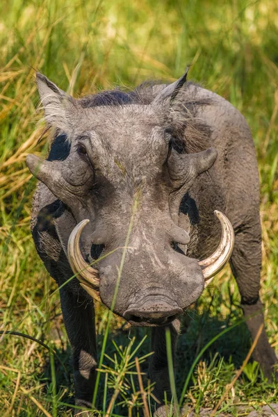 Closeup Warthog Moremi Game Reserve Okavango Delta Botswana — Stock Photo, Image