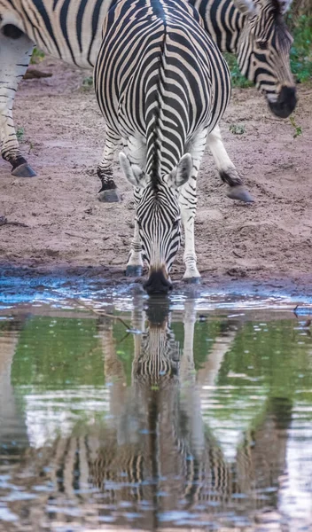 Les Zèbres Approchent Trou Aile Sanctuaire Khama Rhino Serowe Botswana — Photo