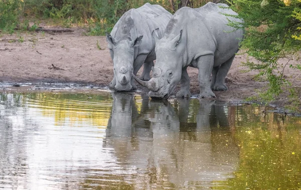 Белые Носороги Принимают Грязевую Ванну Святилище Кхама Носорога Серове Ботсвана — стоковое фото