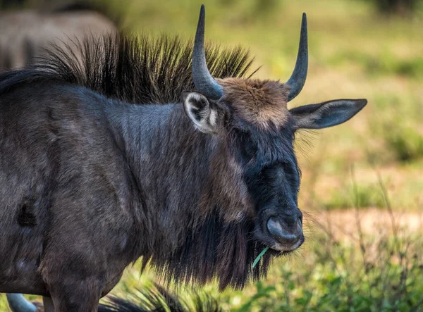 Wildebeest Gnu Khama Rhino Sanctuary Serowe Botswana — Stock Photo, Image