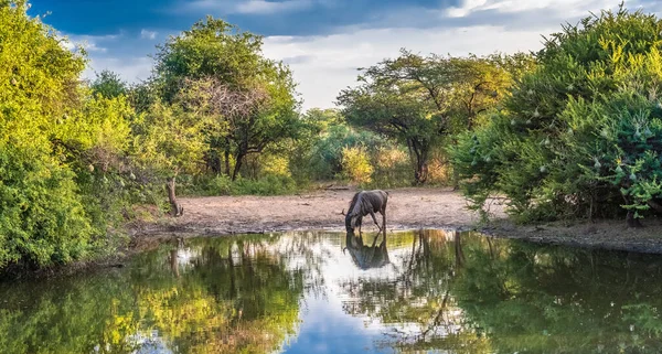 Dzika Bestia Gnu Pijąca Wodopoju Khama Rhino Sanctuary Serowe Botswana — Zdjęcie stockowe