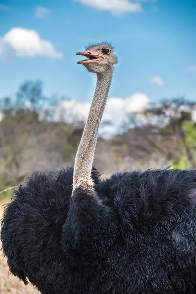 Male Ostrich Mokolodi Nature Reserve Gaborone Botswana — Stock Photo, Image