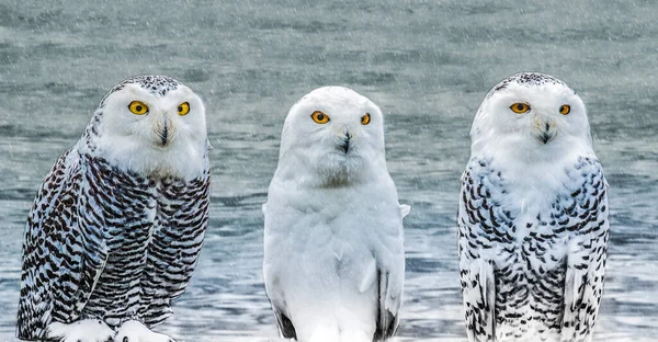 Familj Snöiga Ugglor Ett Vintrigt Landskap — Stockfoto