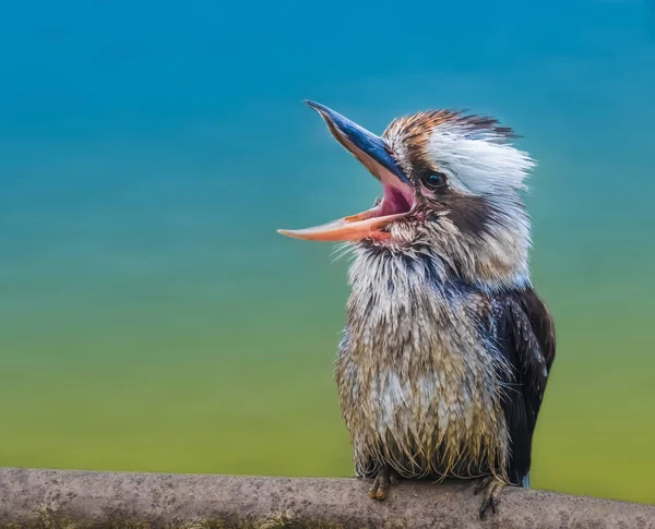 笑Kookaburra Jackass 翠鸟亚科的一种鸟 原产于澳大利亚和新西兰 — 图库照片