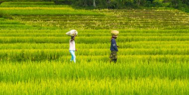 Tananarivo, Madagaskar 'ın güneyindeki Ulusal Yol boyunca pirinç terasları ve Merina köyleri