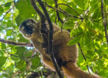 Kırmızı yüzlü kahverengi lemurlar (Eulemur rönyonları), Ranunafama (Malagasy 'de sıcak su) Ulusal Park, Madagaskar