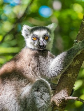 Halka kuyruklu lemur (Maki), Anja Topluluğu Rezervi, üste, zengin yaban hayatına sahip geniş kayaların arasında korunaklı bir orman ormanı olan büyük bir uçurum. Madagaskar.