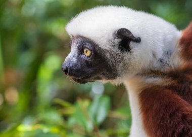 Sifaka, ağaçtan ağaca doğru dik bir konumda atlayan büyük bir lemur ve ender olarak yere iniyor ve indiğinde yana doğru yürüyor, Andasibe Ulusal Parkı, Doğu Madagaskar