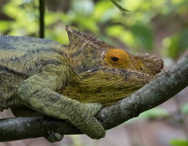 Andasibe Ulusal Parkı 'nın ilkel ormanlarında bukalemun, Doğu Madagaskar