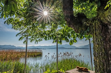 Yukarı Zürih Gölü (Obersee), Schwyz, İsviçre kıyıları boyunca uzanan güzel kıyı manzaraları