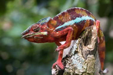 Andasibe Ulusal Parkı 'nın ilkel ormanlarında bukalemun, Doğu Madagaskar