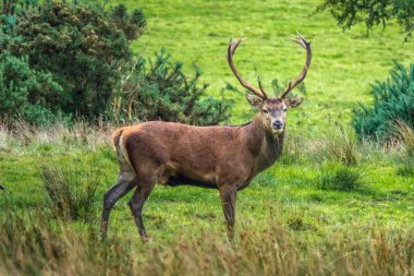 Yıllık sonbahar tekdüzeliği sırasında görülmüş. Geyik savaşları ve Killarney Gölü, Killarney Ulusal Parkı, Kerry İlçesi ve İrlanda 'nın çevresindeki sesler gibi hayaletler de dahil..