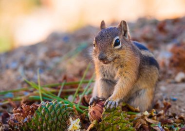 Uinta Chipmunk eating the seeds of coniferous trees along the rim of the Bryce Canyon National Park, Utah, USA clipart