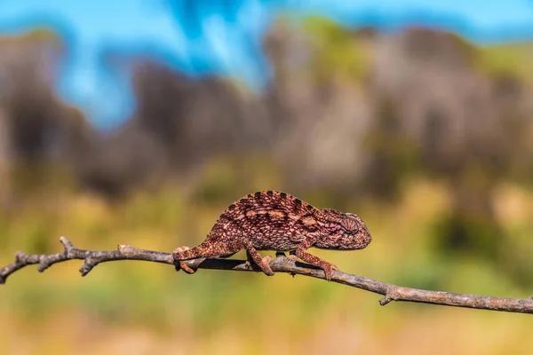 Jewel Chameleon Isalo Nationalpark Ihorombe Regionen Madagaskar Känd För Sin — Stockfoto