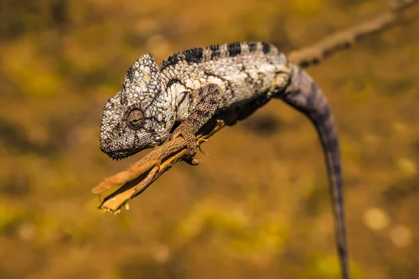 Chameleon Parco Nazionale Dell Isalo Nella Regione Ihorombe Del Madagascar — Foto Stock