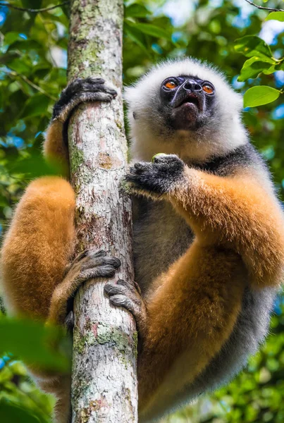 Sifaka Gran Lémur Que Salta Árbol Árbol Una Posición Vertical —  Fotos de Stock