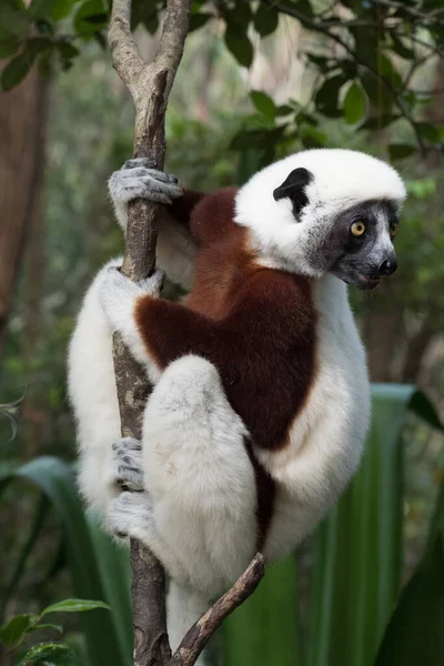 Sifaka Large Lemur Which Jumps Tree Tree Upright Position Rarefy — Stock Photo, Image