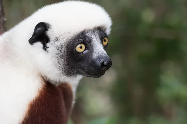 Sifaka Grande Lêmure Que Salta Árvore Árvore Uma Posição Ereta — Fotografia de Stock