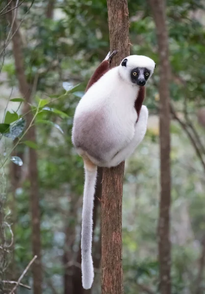 Sifaka Grande Lêmure Que Salta Árvore Árvore Uma Posição Ereta — Fotografia de Stock