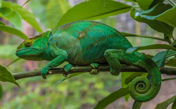 Kameleon Pierwotnych Lasach Parku Narodowego Andasibe Wschodni Madagaskar — Zdjęcie stockowe