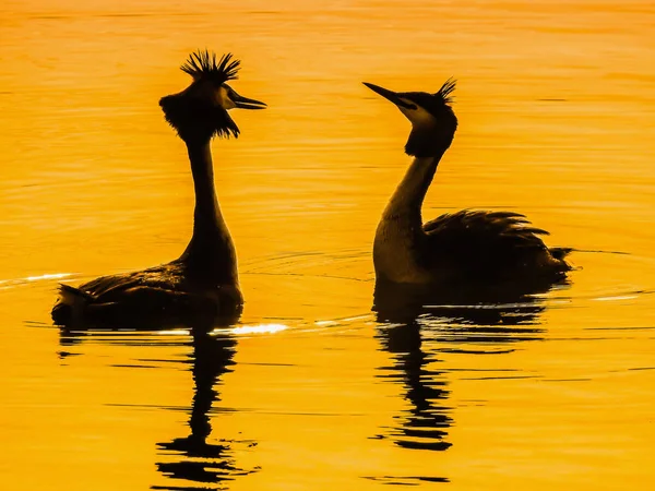 Ritueller Tanz Bei Sonnenuntergang Von Haubentaucherpaaren Während Der Brutzeit Oberer — Stockfoto