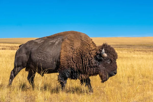 Wild American Buffalo Bison Grasslands Antelope Island Great Salt Lake — Stock Photo, Image