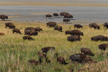 Antilop Adası, Great Salt Lake, Utah, ABD 'deki otlaklarda vahşi Amerikan bufaloları.