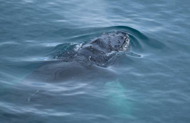 Kambur balina (Megaptera novaeangliae) Güney Shetalnd Adaları ile Antarktika Yarımadası arasında besleniyor