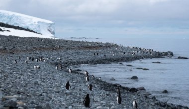 Gentoo penguen kolonisi Yankee Limanı, Greenwich Adası, Güney Shetland Adaları, Antarktika