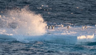 Penguins weathering a rough storm on an ince float along the coast of the Antarctic Peninsula clipart