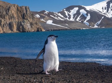 Chinstrap penguins interacting and vocalizing on a beach in Deception Island, South Shetland Islands, Antarctica clipart