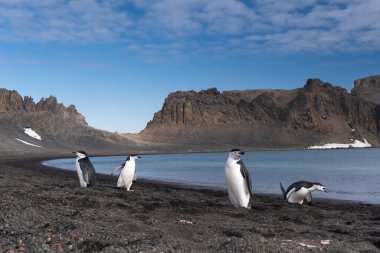 Chinstrap penguenleri, Güney Shetland Adaları, Antarktika 'daki Deception Adası' nda bir plajda etkileşim ve vokal yapıyorlar.