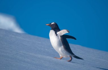 Karlı tepelere tırmanan bir gentoo pengueni Antarktika Yarımadası 'nın muhteşem bir körfezi olan Neko Limanı' na geri dönüyor.