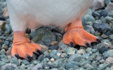 Antarktika 'nın Antarktika Yarımadası, Danko Adası, Chiriguano Körfezi' ndeki ücra bir sahildeki bir gentoo penguenin perdeli ayaklarına yakın çekim