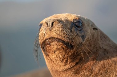 Arjantin 'in Ushuaia Tierra del Fuego yakınlarındaki Beagle Kanalı' ndaki bir adada dev deniz aslanı ve kürk fok kolonileri..