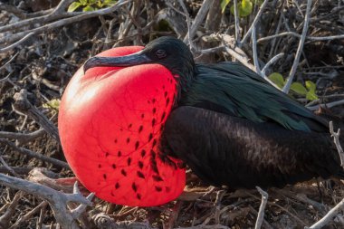 Parlak kırmızı boğazlı erkek firkateyn kuşu Ekvador 'daki Galapagos Adaları' ndaki Genovesa Adası 'nda bir dişiyi cezbetme umuduyla tamamen şişmişti.