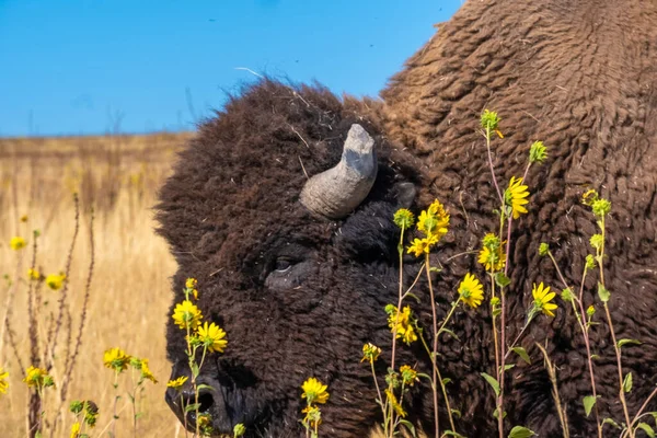Wild American Buffalo Bison Grasslands Antelope Island Great Salt Lake — Stock Photo, Image